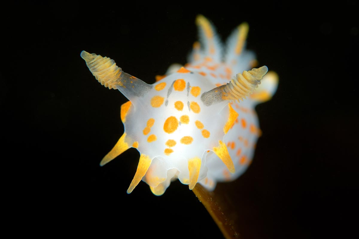 Polycera quadrilineata