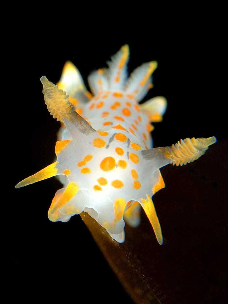 Polycera quadrilineata