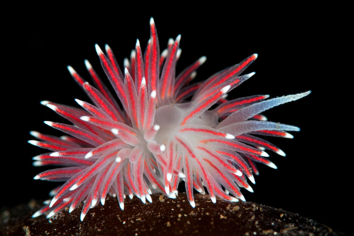 Carronella pellucida