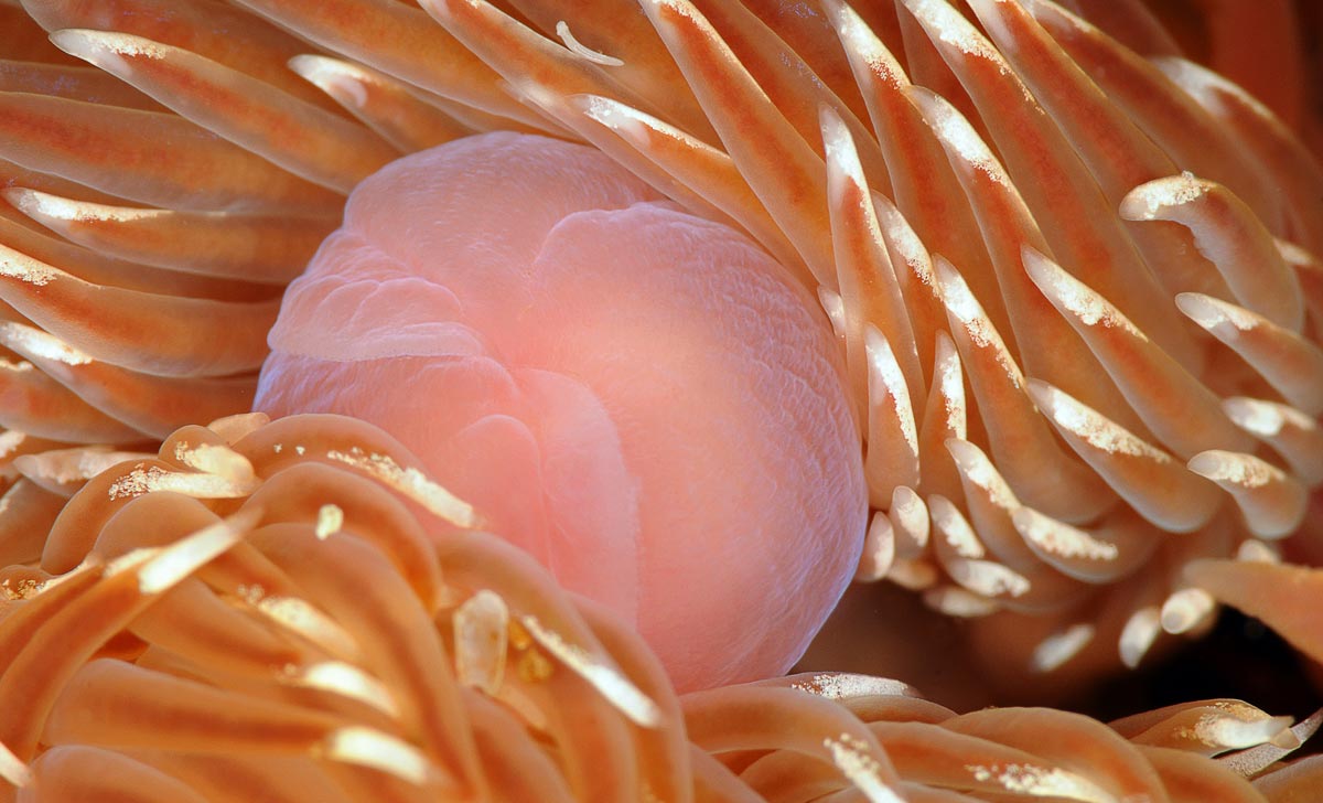 Facelina bostoniensis