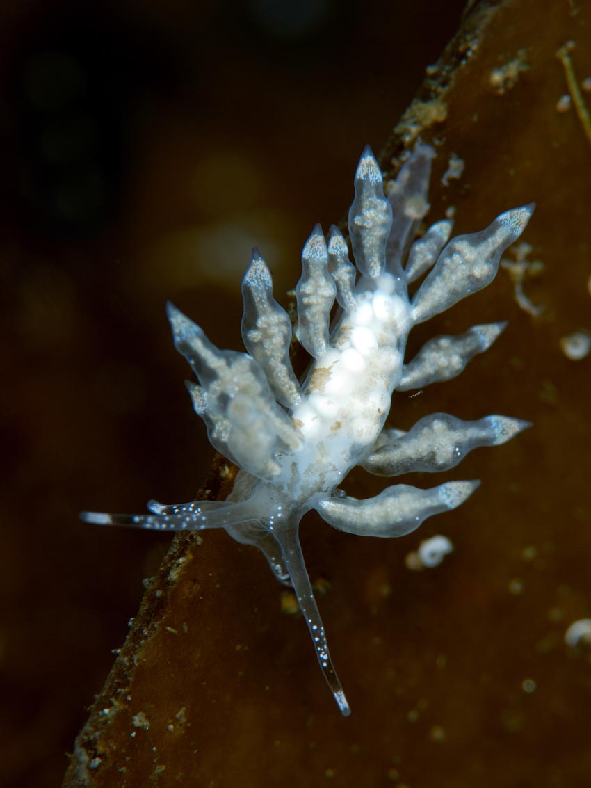 Eubranchus scintillans