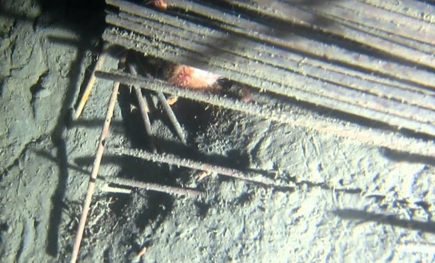 Vrak i Oslofjorden: D/S Selma