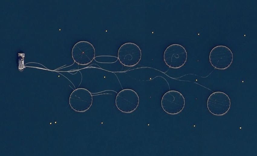 Torskerømming ved Harstad