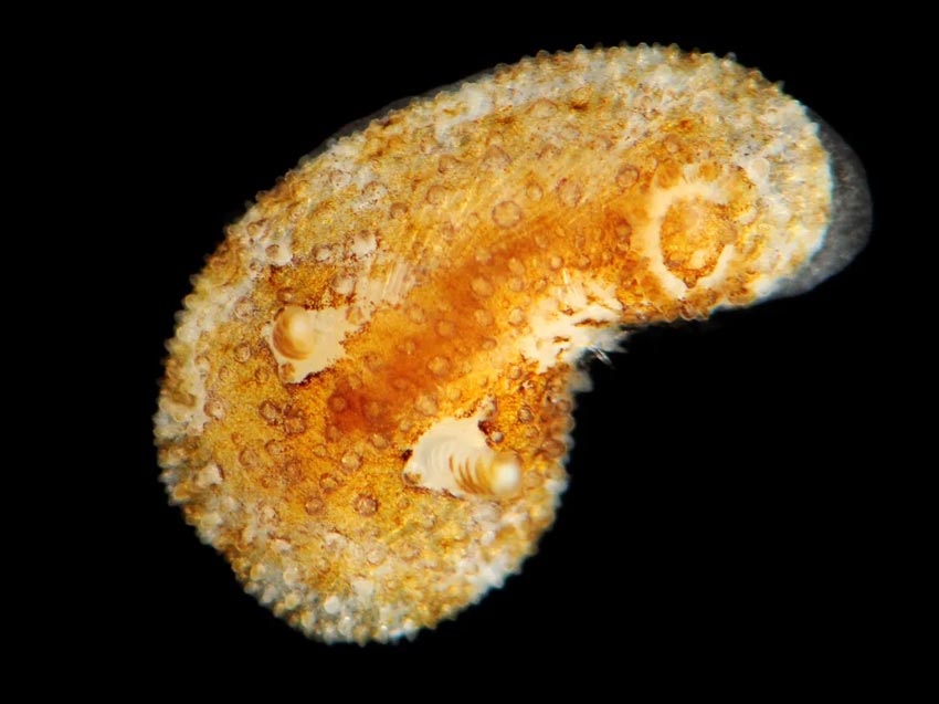 Atalodoris sparsa