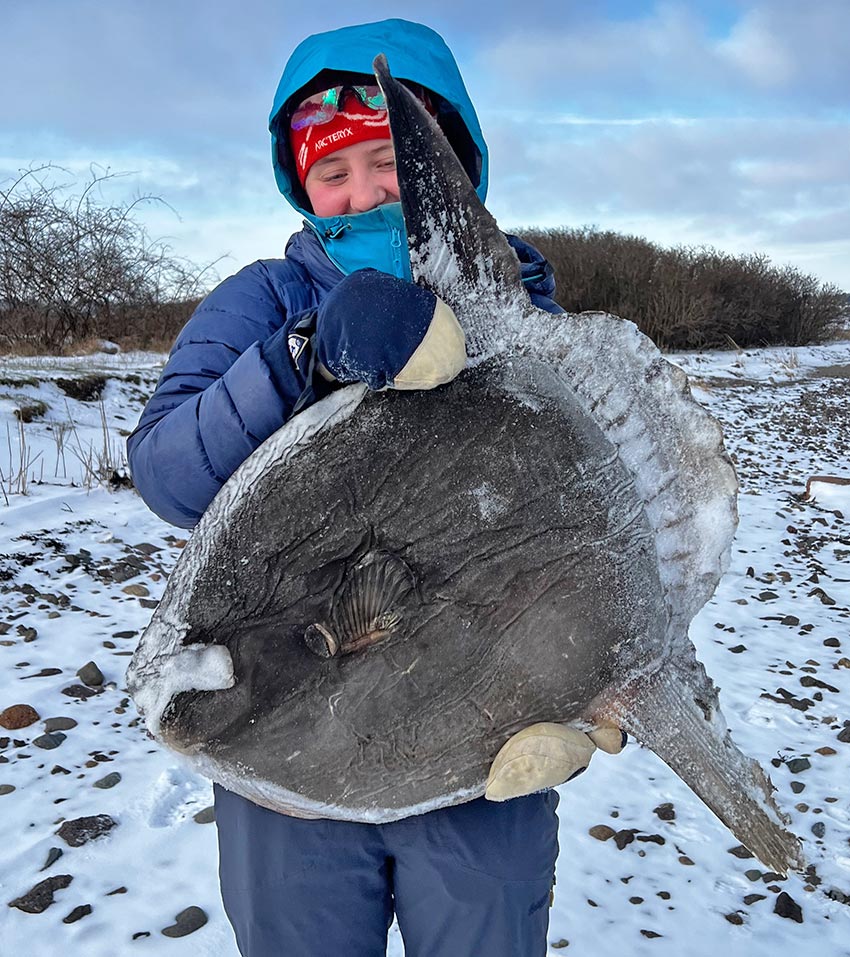 Fant månefisk på Ormøy