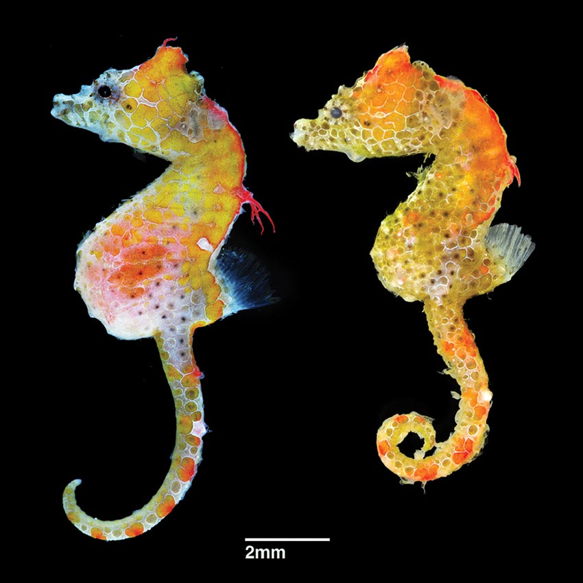 Hippocampus japapigu