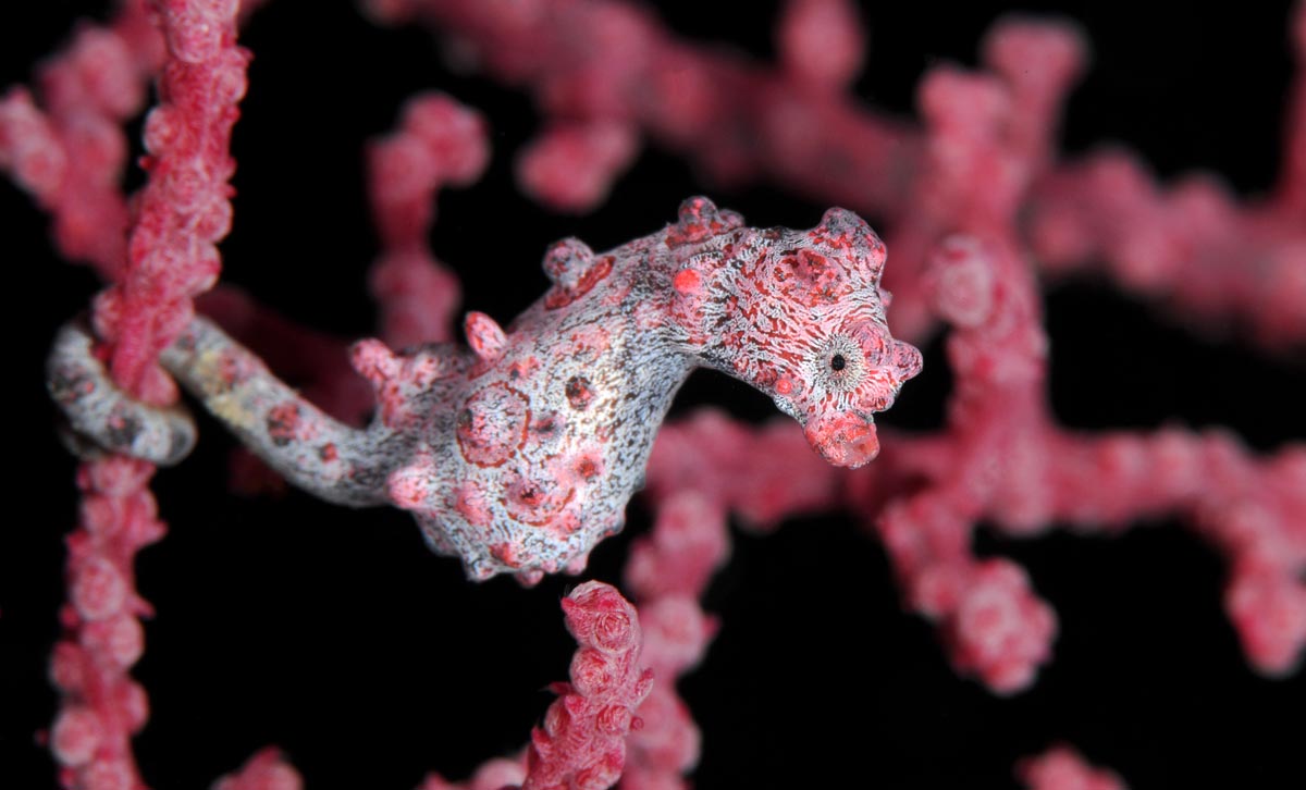 Hippocampus bargibanti