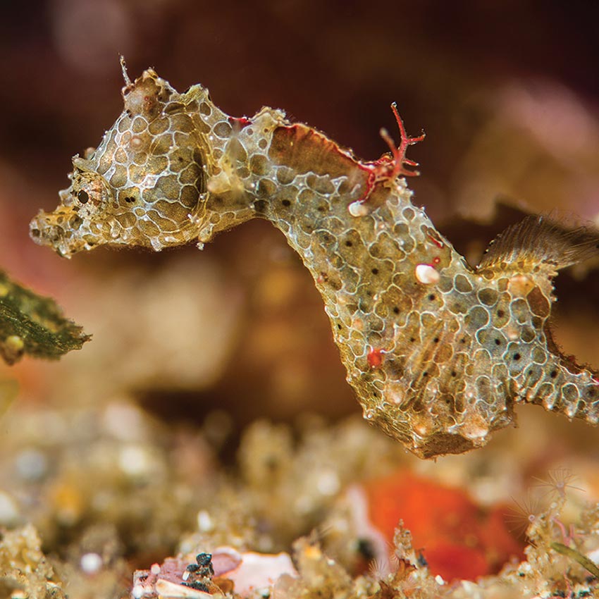 Hippocampus japapigu