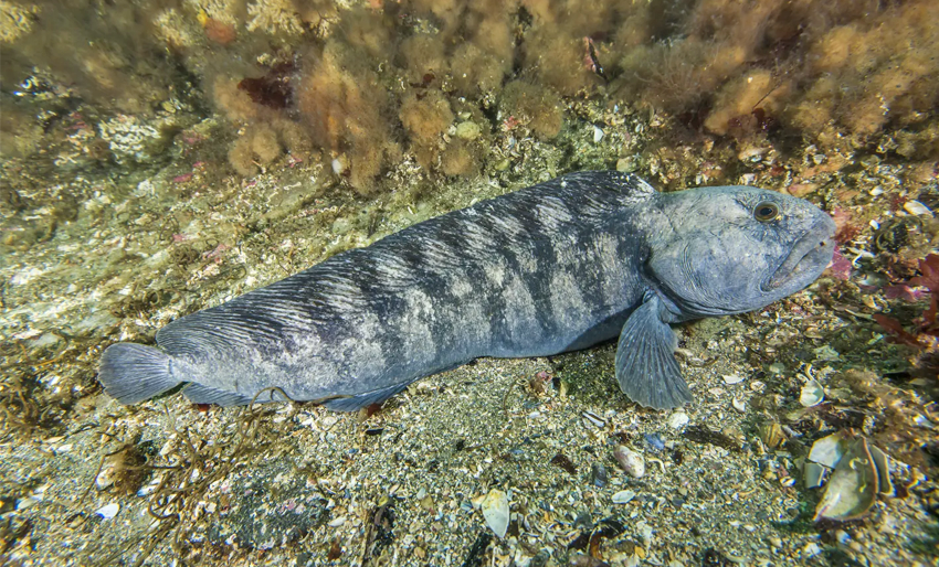 Anbefaler fangstforbud for gråsteinbit