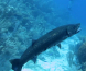 Barracuda spiser dragefisk