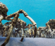 Et enormt berg av krabber