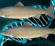 Er det greit å redigere laksens DNA?