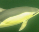 Filmet delfiner i Oslofjorden