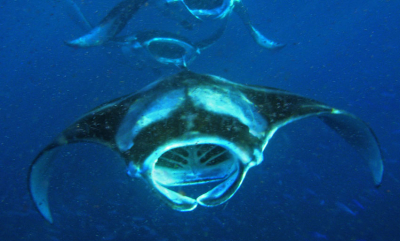 10 fakta om mantarokker
