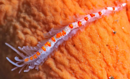 Fant svært sjelden børstemark