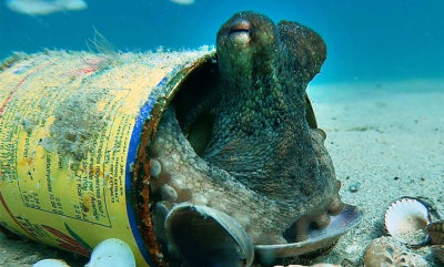 Blekkspruten bruker søppel til hus