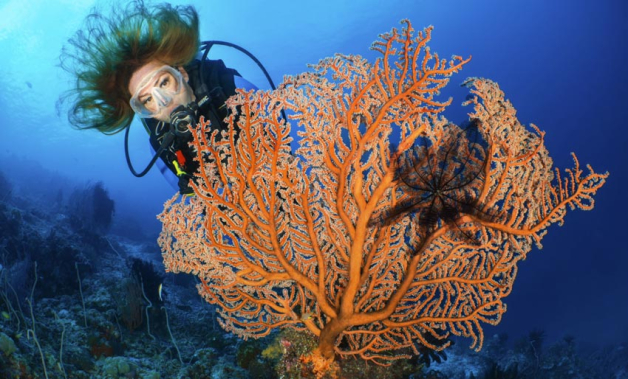 Blinkskudd fra Raja Ampat, Papua og Anilao