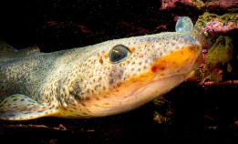 Dykket med hai i Indre Oslofjord