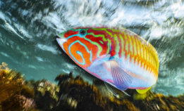 Husk deadline i UPY 2026