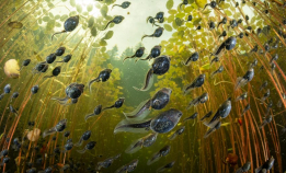 Husk deadline i denne konkurransen