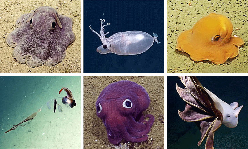 Se de søte blekksprutene!