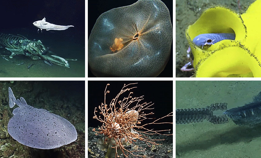 Fascinerende dyphavsdyr