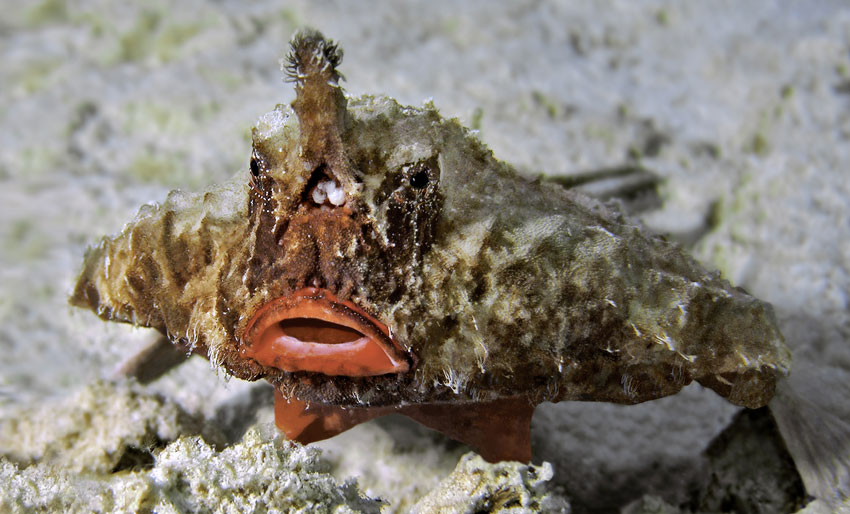 Møt den merkelige ranglefisken