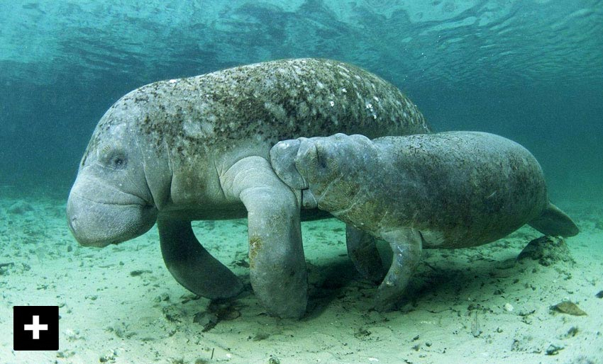 Sjøkuer – verdens herligste havfruer