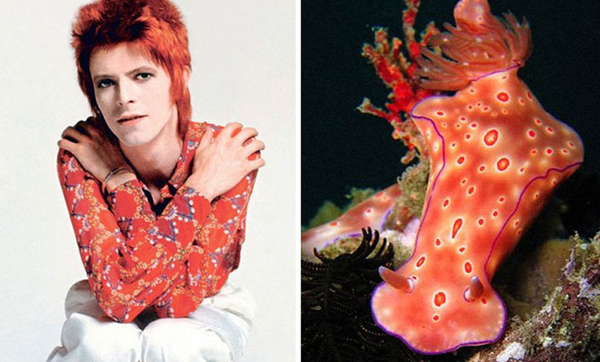 David Bowie vs. nakensnegler