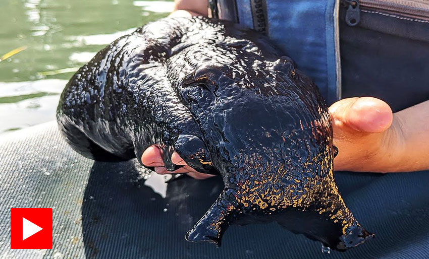 Se video: Sjøhare på 14 kilo!