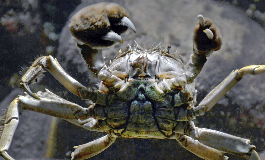 Funnet i Norge: En av verdens verste