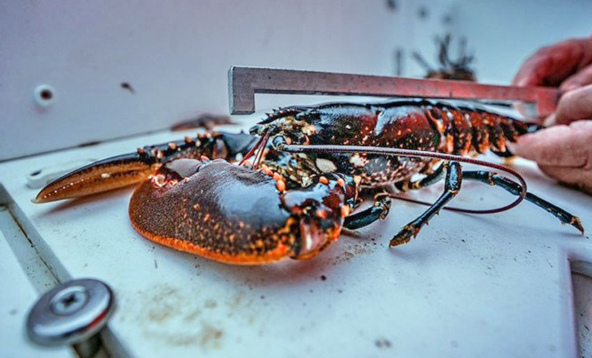 I dag starter hummerfisket