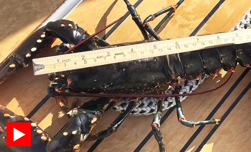 Slik måler du hummeren