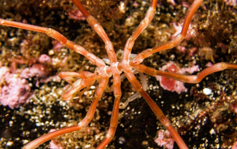 Havedderkopper finnes i alle hav