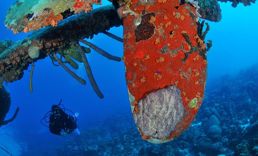 Vrak er fulle av marint liv