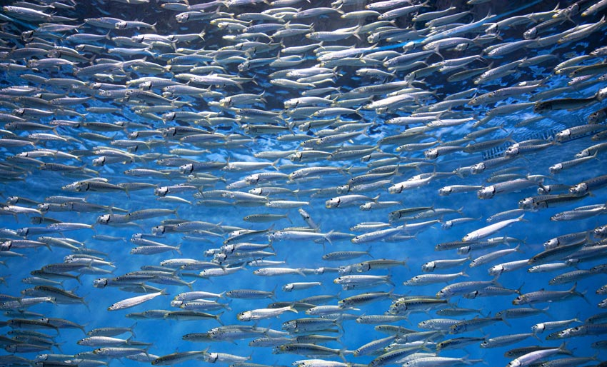 Liten fisk med stor betydning