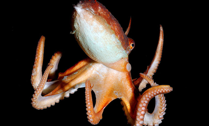 Ni hjerner – med hver sin bevissthet?