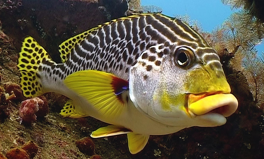 Fantastisk marint liv på Bali