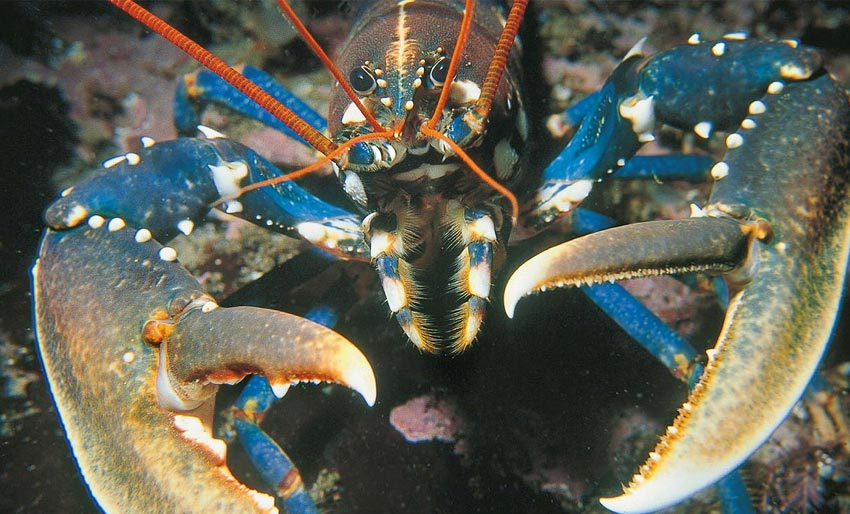 Fritidsfiskerne tar klart mest hummer