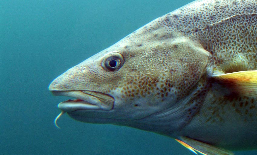 Vi feirer persetorskens dag