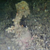 Cousteau tok ikke skipsklokken