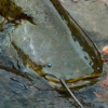Denne fisken jakter på duer