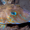 Fløyfisken er en artig krabat