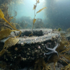 Ocean Conservancy: Deadline i dag