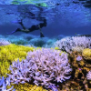 Se «Chasing Coral» gratis her
