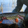 Fremmed fisk utgjør risiko