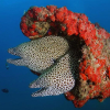 Herlige Oman: Sultans of Scuba