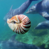 Delfinbaby møter spion-nautilus