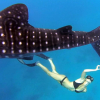 Ocean Ramsey og hvalhaien