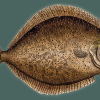 Flatfisk sett med gamle øyne